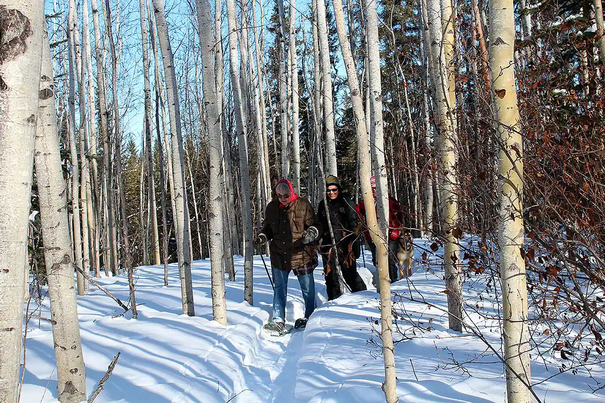 people snowshoeing in fort simpson forest in winter